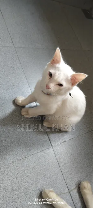 3-6 months Female Mixed Breed Persian