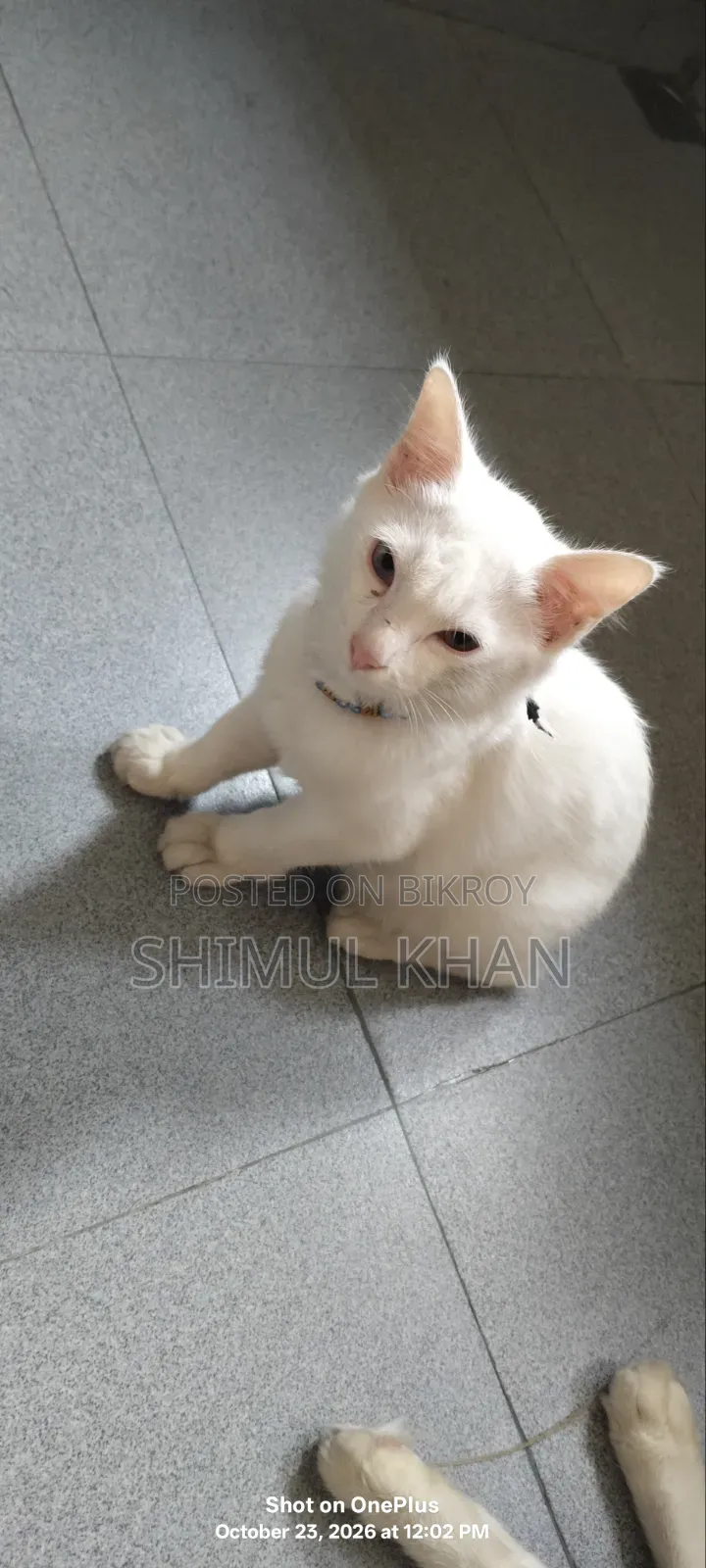 3-6 months Female Mixed Breed Persian