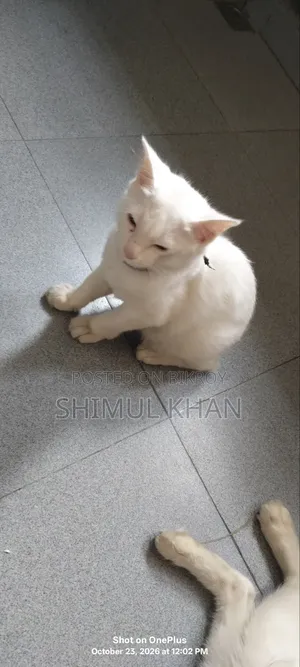 3-6 months Female Mixed Breed Persian