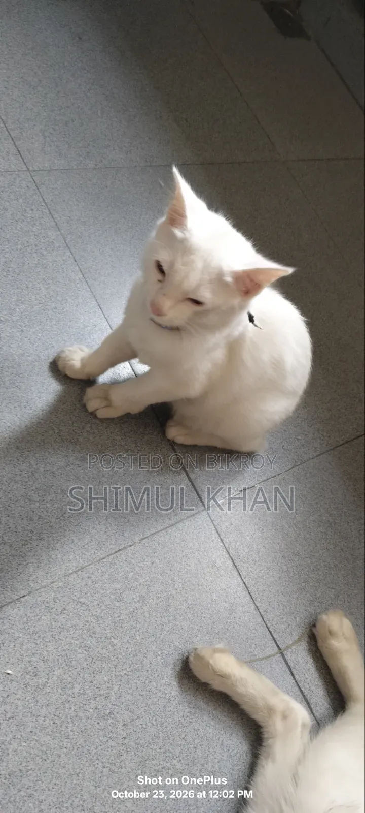 3-6 months Female Mixed Breed Persian
