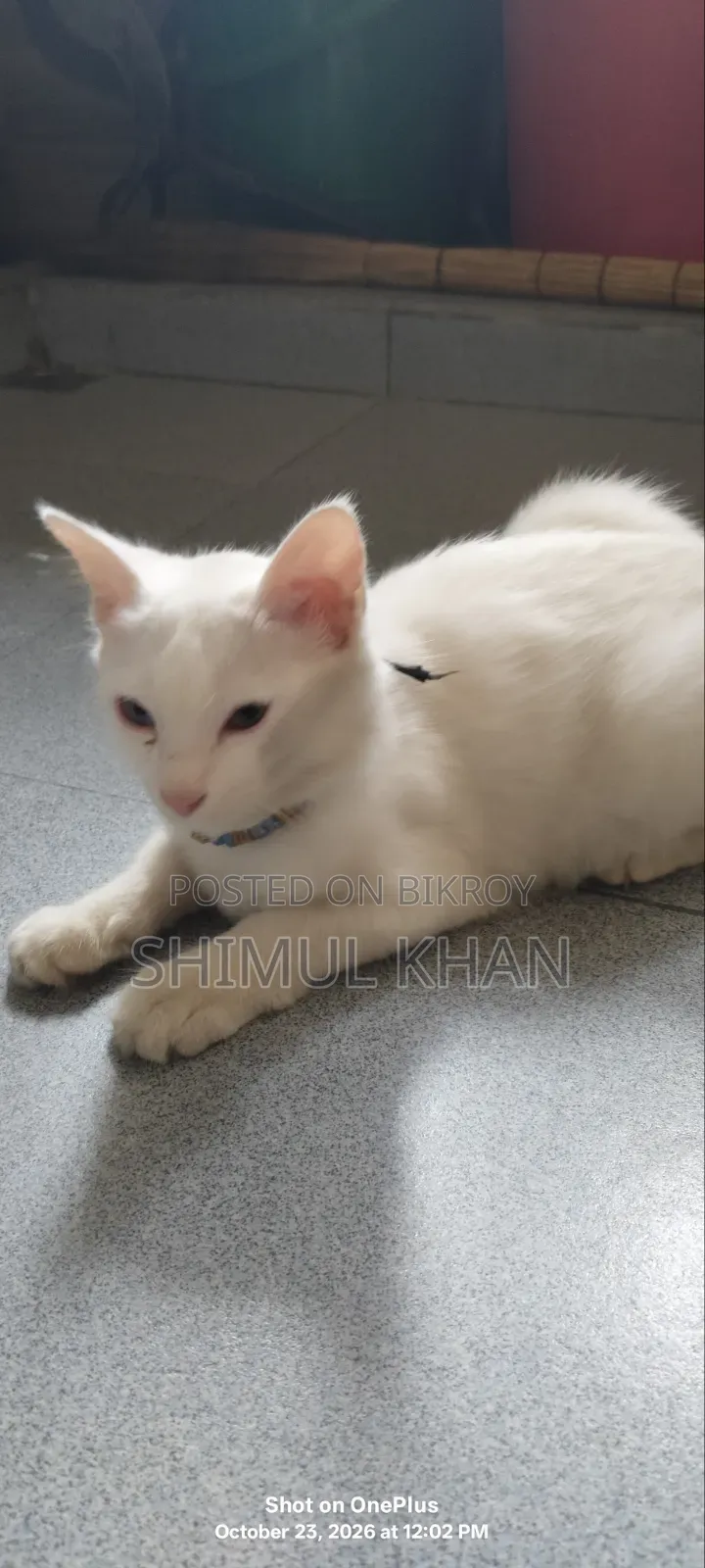 3-6 months Female Mixed Breed Persian