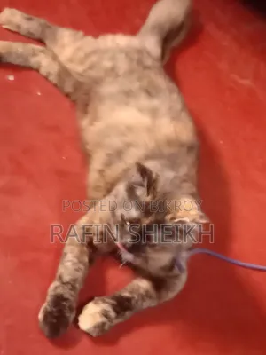 1+ year Female Purebred Persian