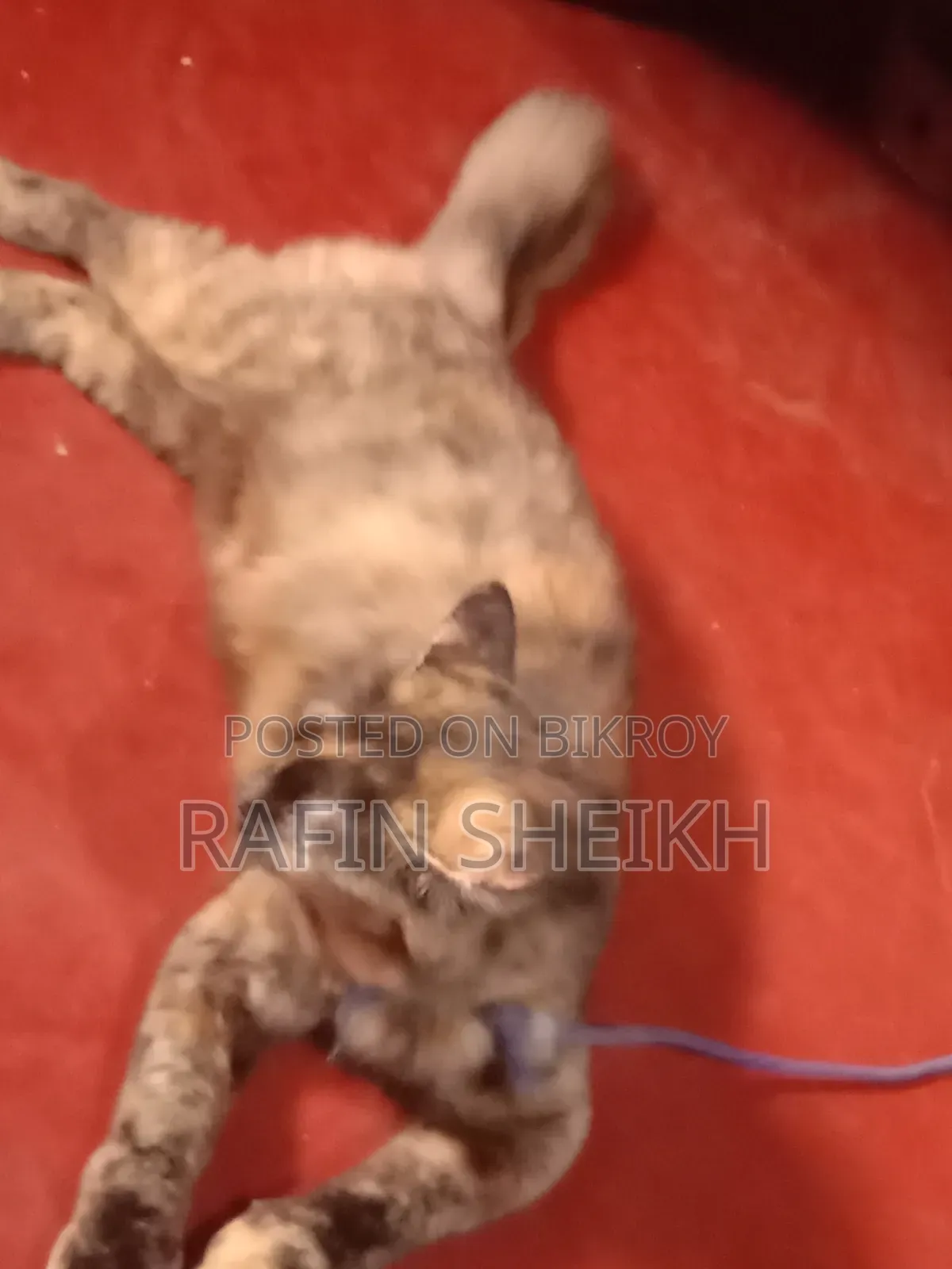 1+ year Female Purebred Persian