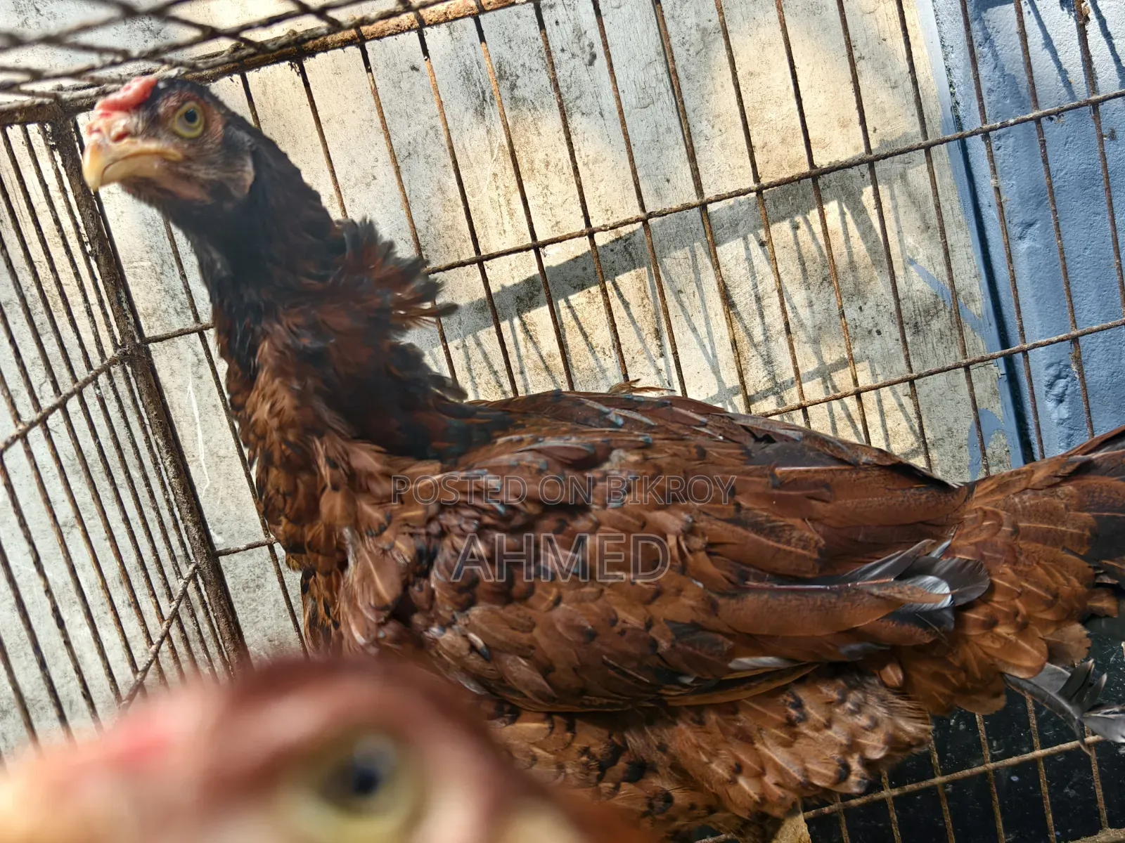 Muscovy Duck