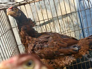 Muscovy Duck