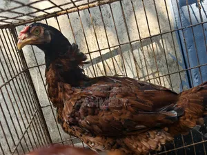 Muscovy Duck