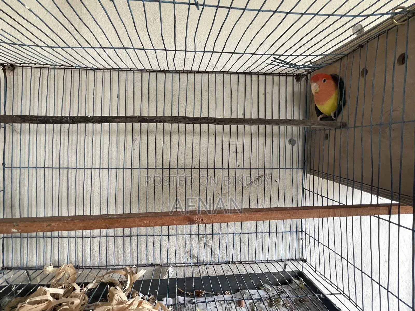Lutino Love Bird