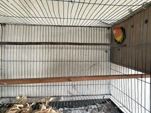 Lutino Love Bird