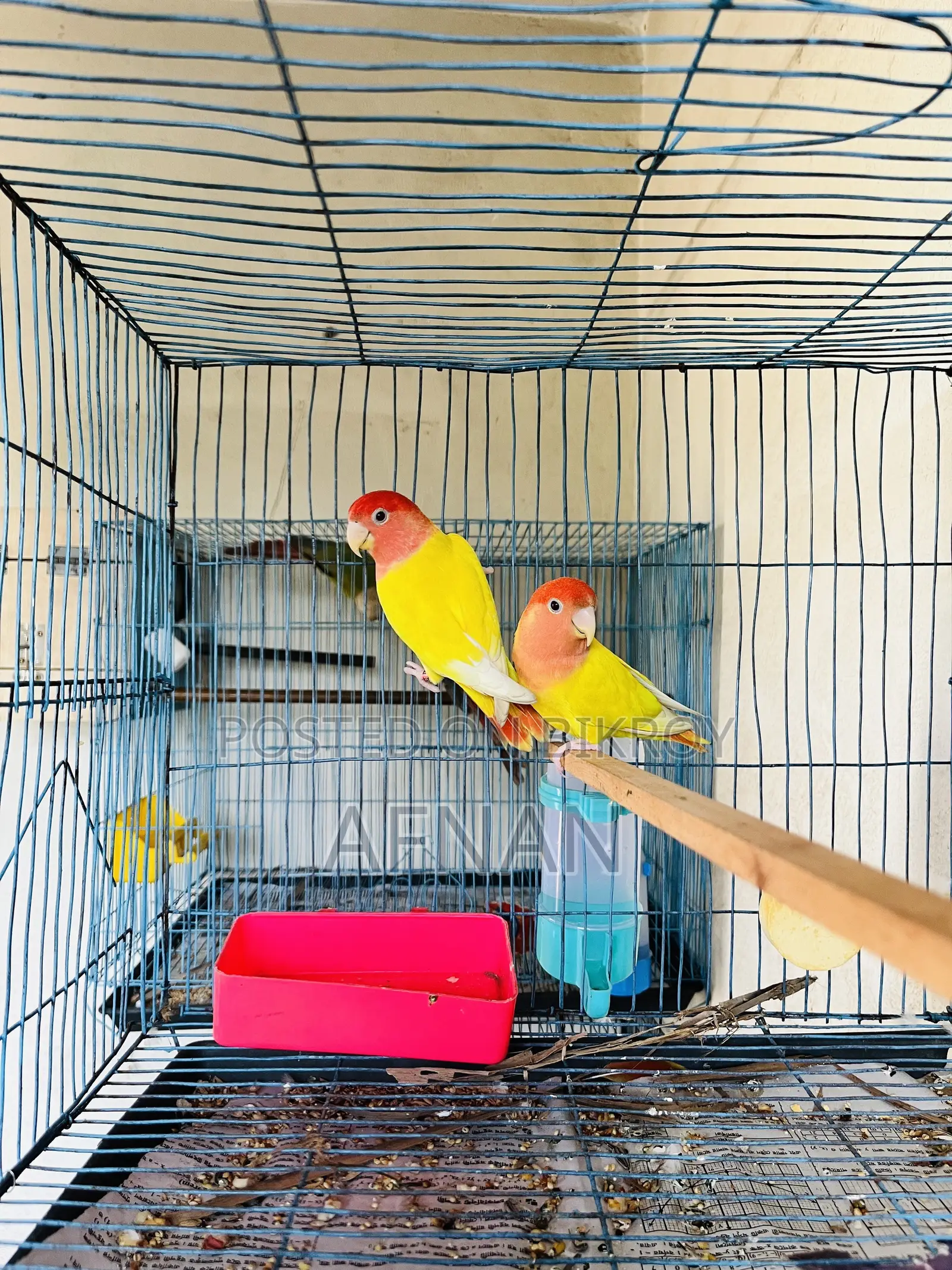 Lutino Love Bird