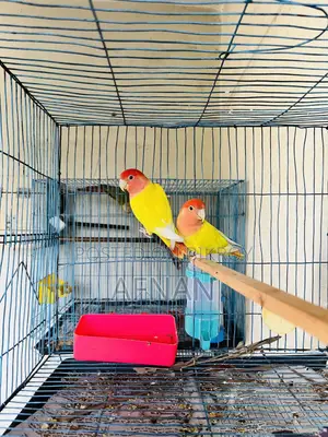 Lutino Love Bird