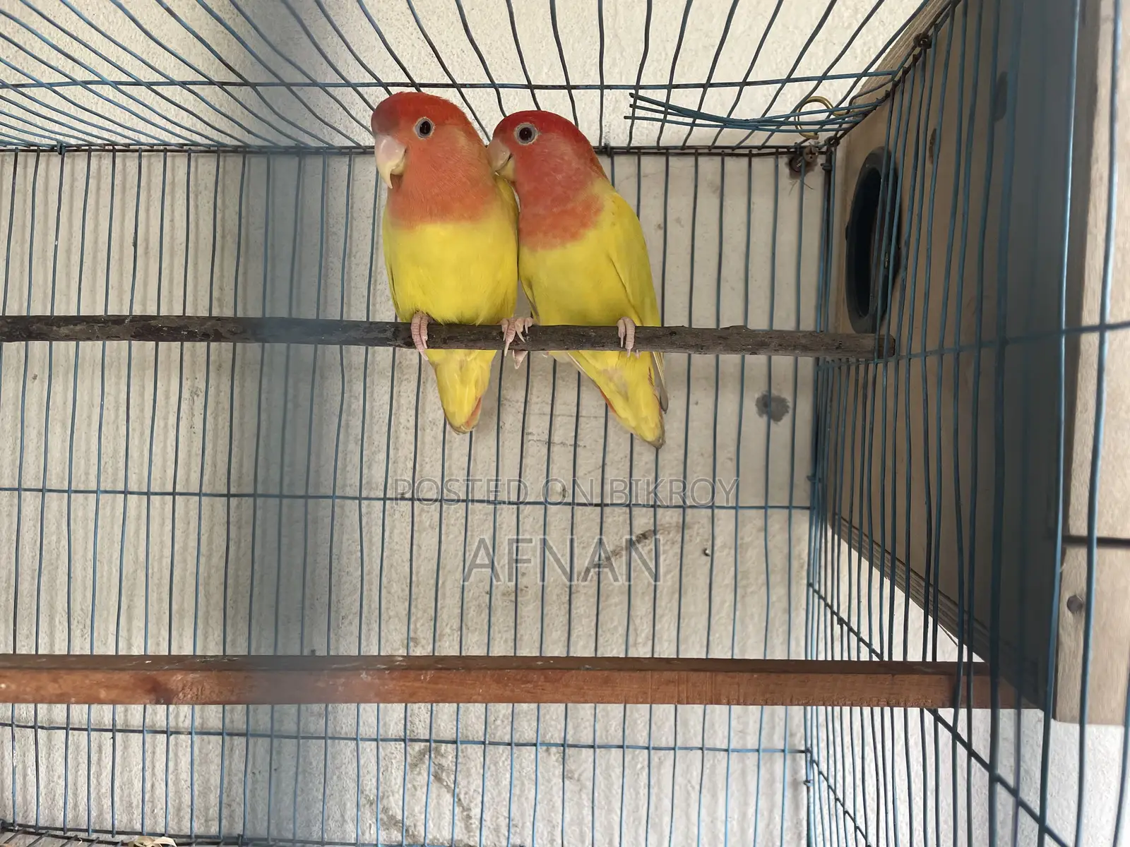 Lutino Love Bird