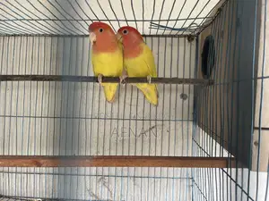 Lutino Love Bird