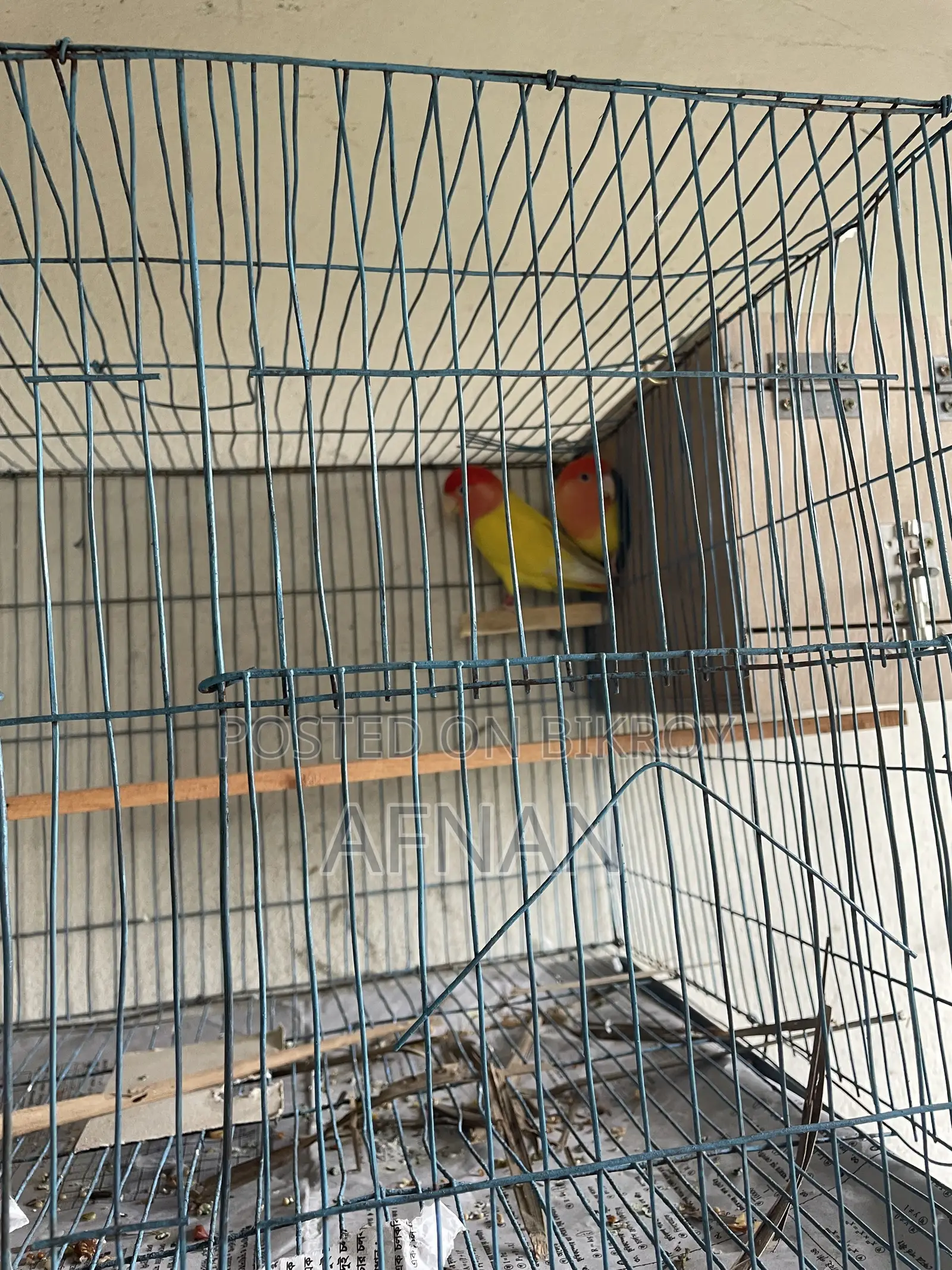 Lutino Love Bird