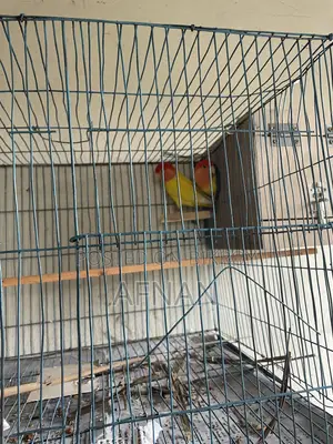 Lutino Love Bird