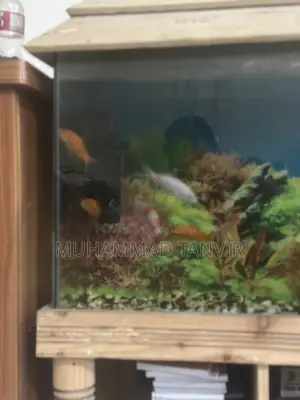 Aquarium With Fish