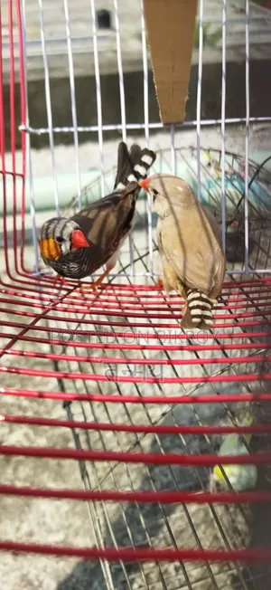 ফিঞ্চ রানিং জোড়া