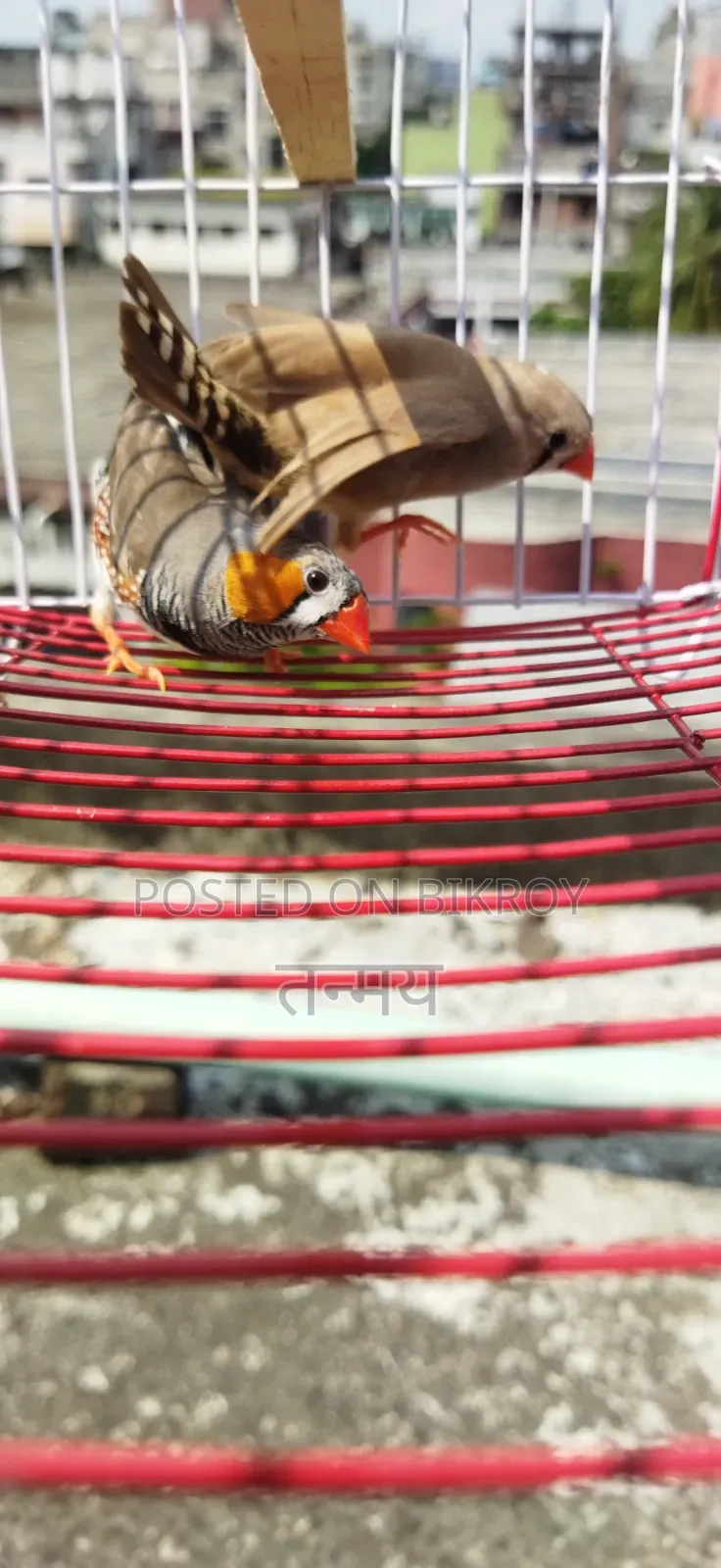 ফিঞ্চ রানিং জোড়া