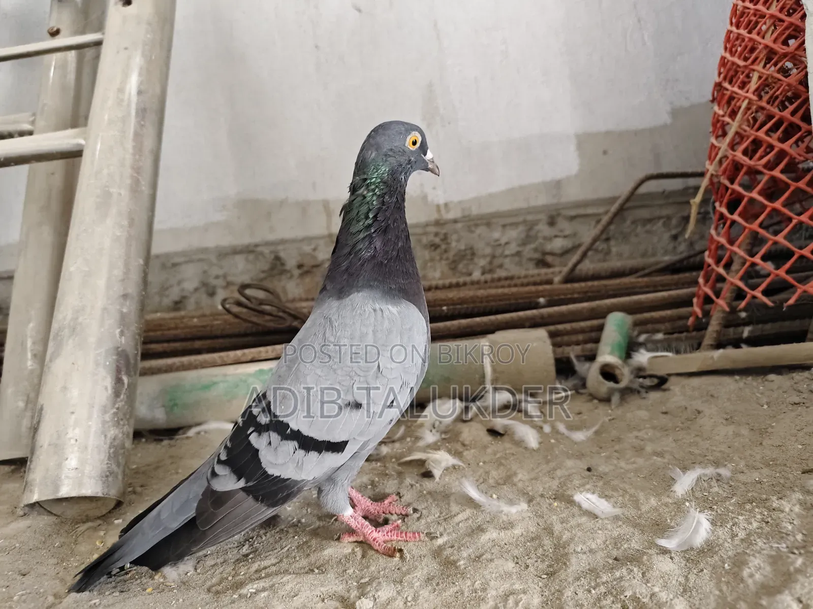 Pigeons for sale
