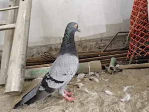 Pigeons for sale