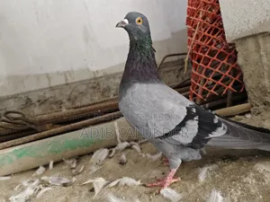 Pigeons for sale