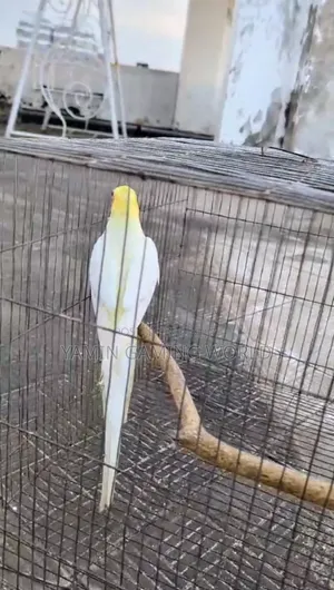 ককাটেল বার্ড