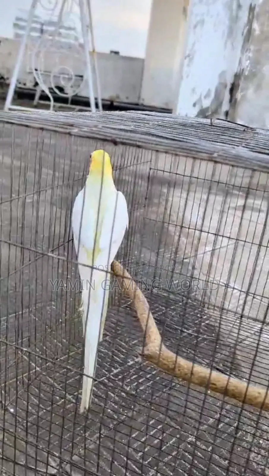 ককাটেল বার্ড