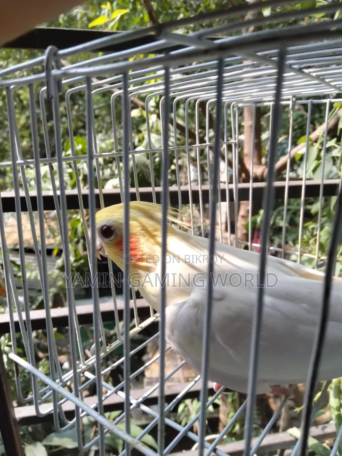 ককাটেল বার্ড
