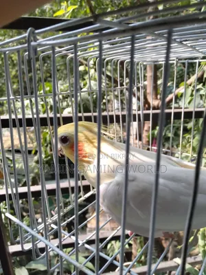 ককাটেল বার্ড