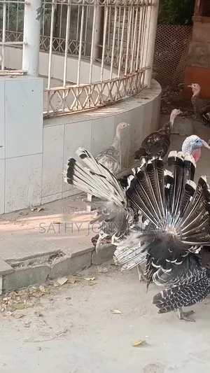 Hybrid Breed Turkey Chicks