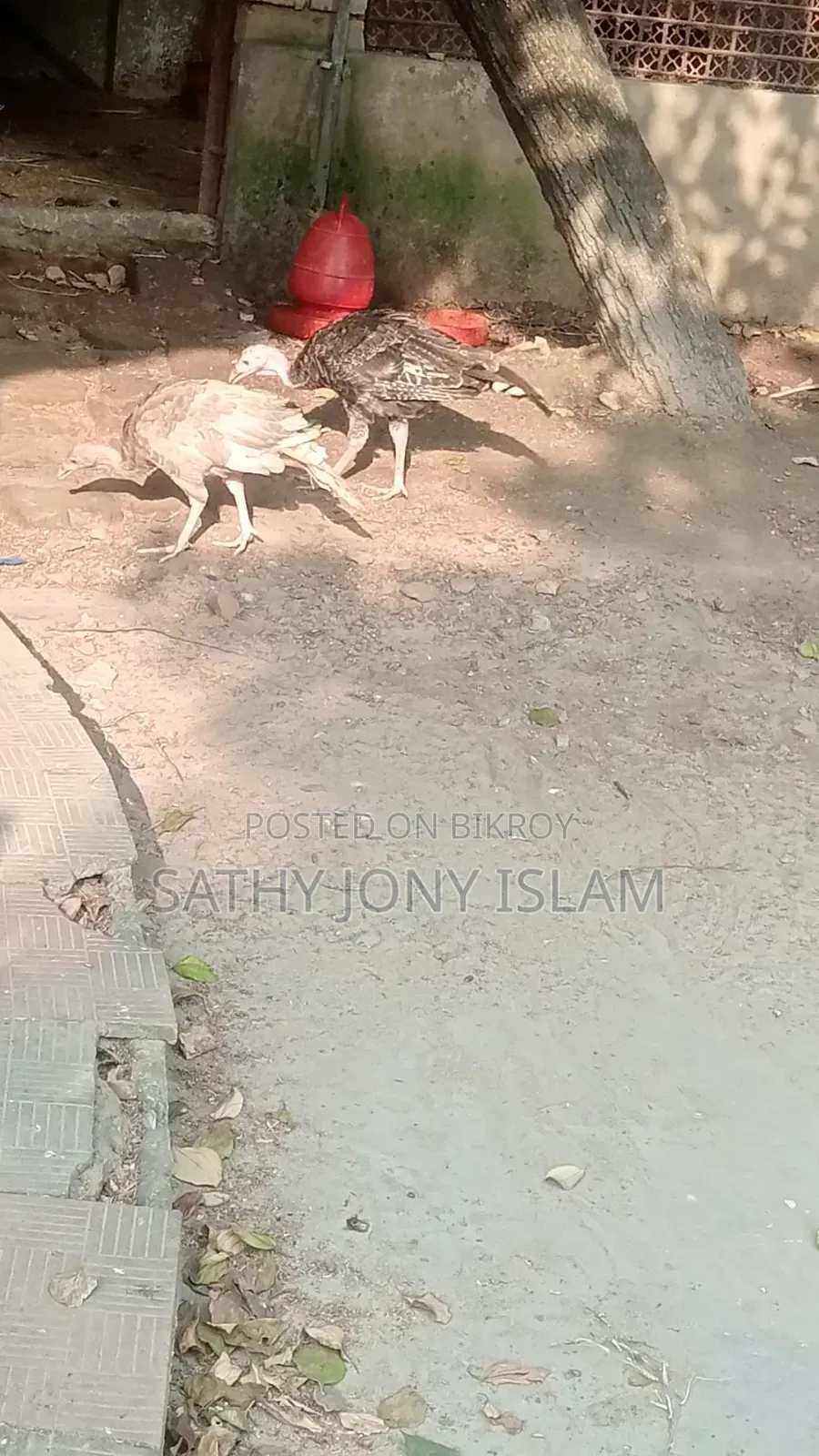 Hybrid Breed Turkey Chicks