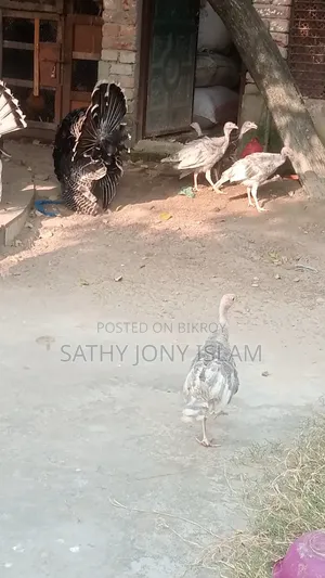 Hybrid Breed Turkey Chicks