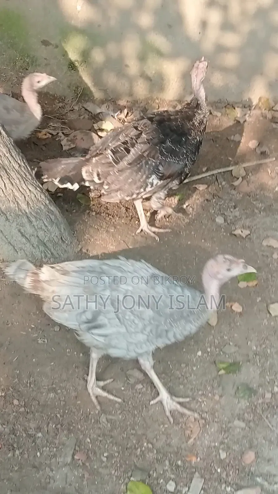 Hybrid Breed Turkey Chicks