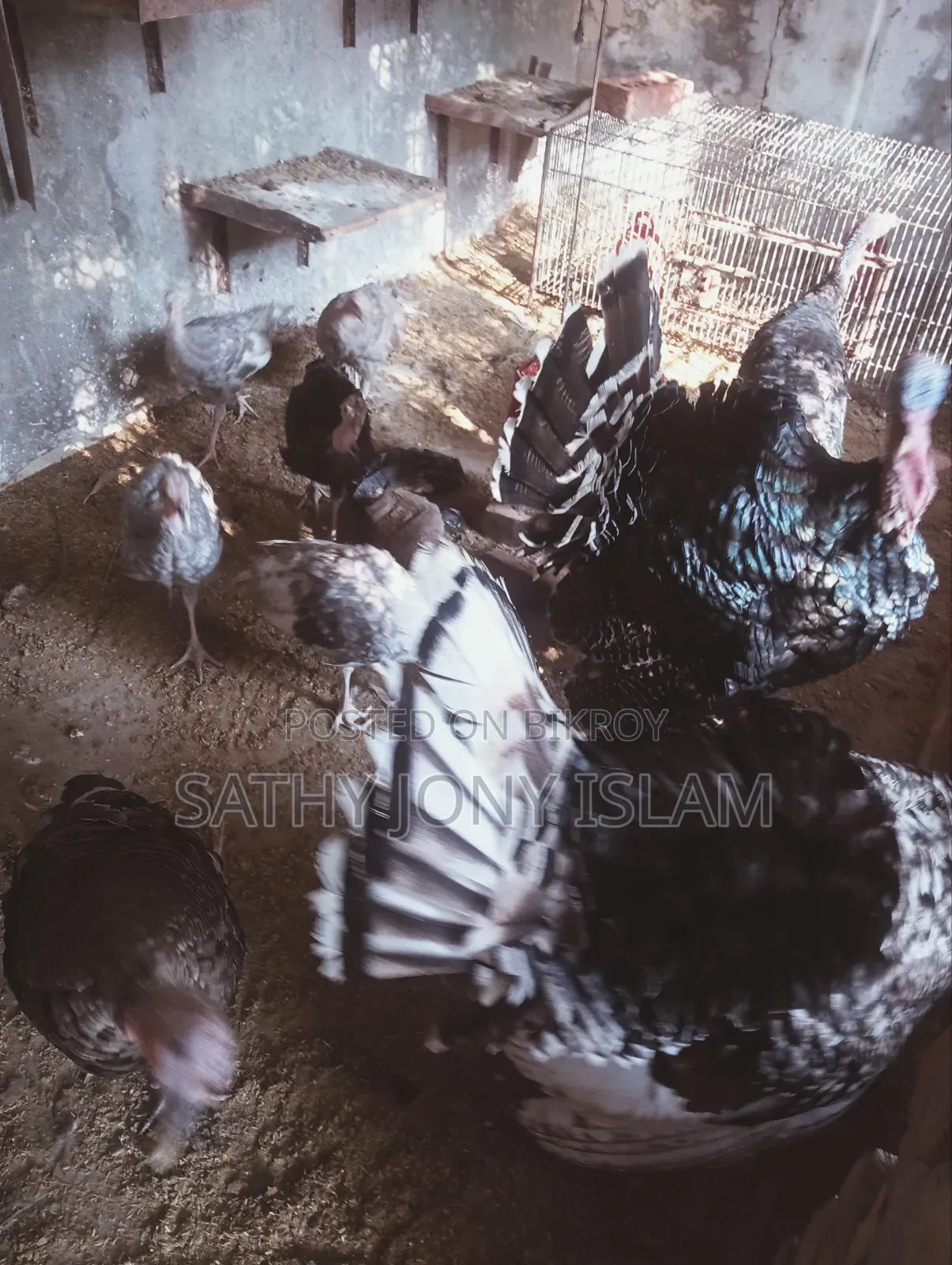 Hybrid Breed Turkey Chicks