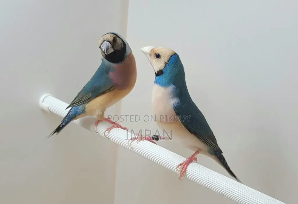 গোল্ডিয়ান ফিঞ্চ লাগবে