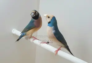 গোল্ডিয়ান ফিঞ্চ লাগবে