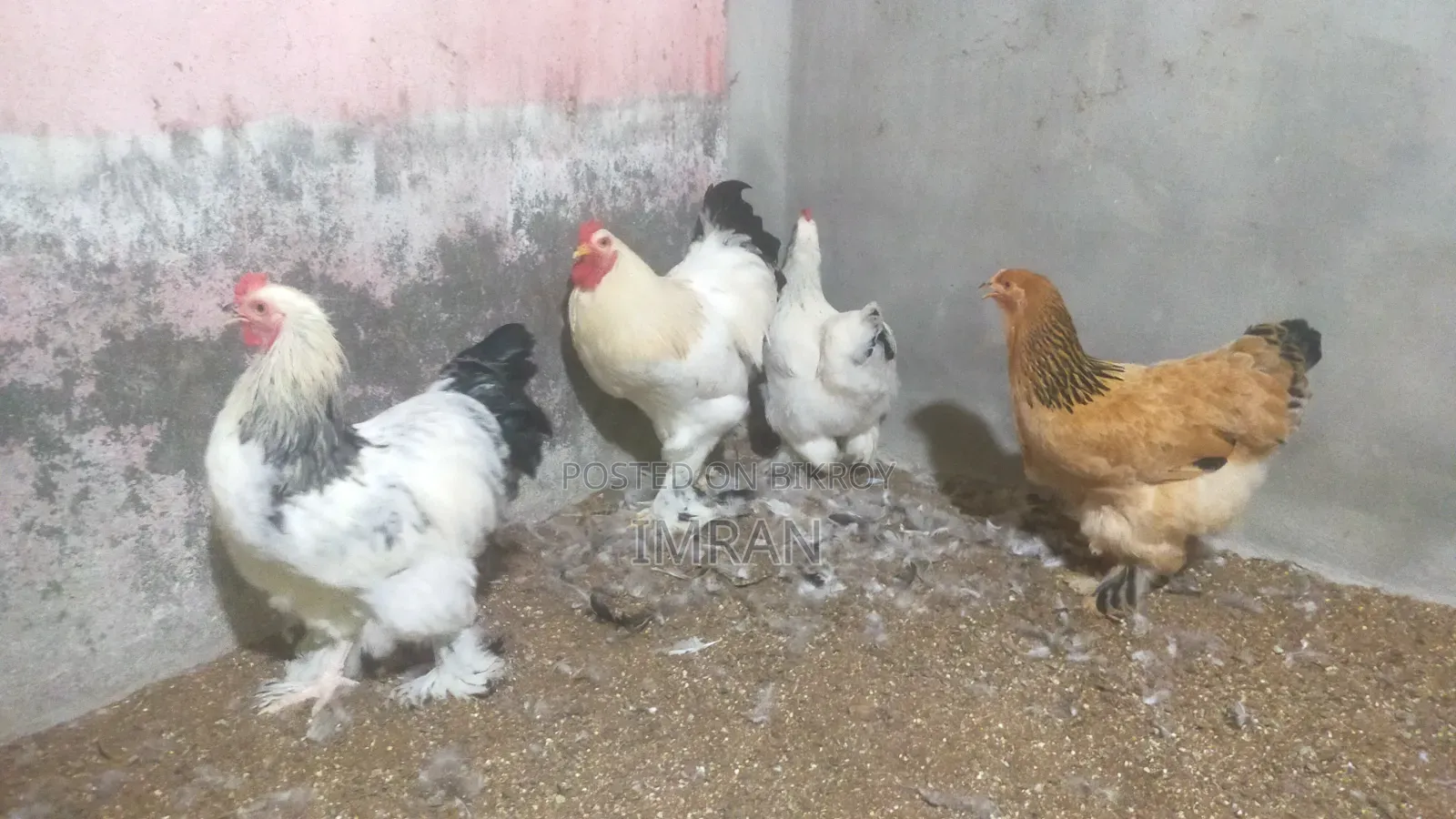ব্রাহমা রানিং জোড়া