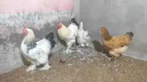 Brahma Running Pair