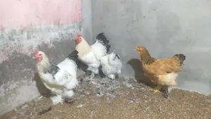 ব্রাহমা রানিং জোড়া