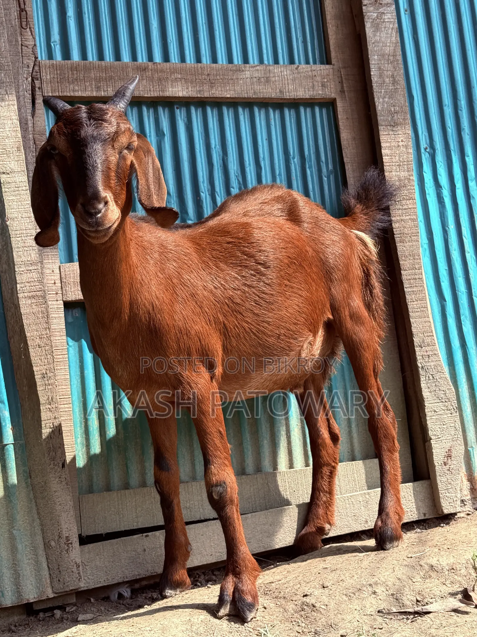 দেশি খাসি ছাগল