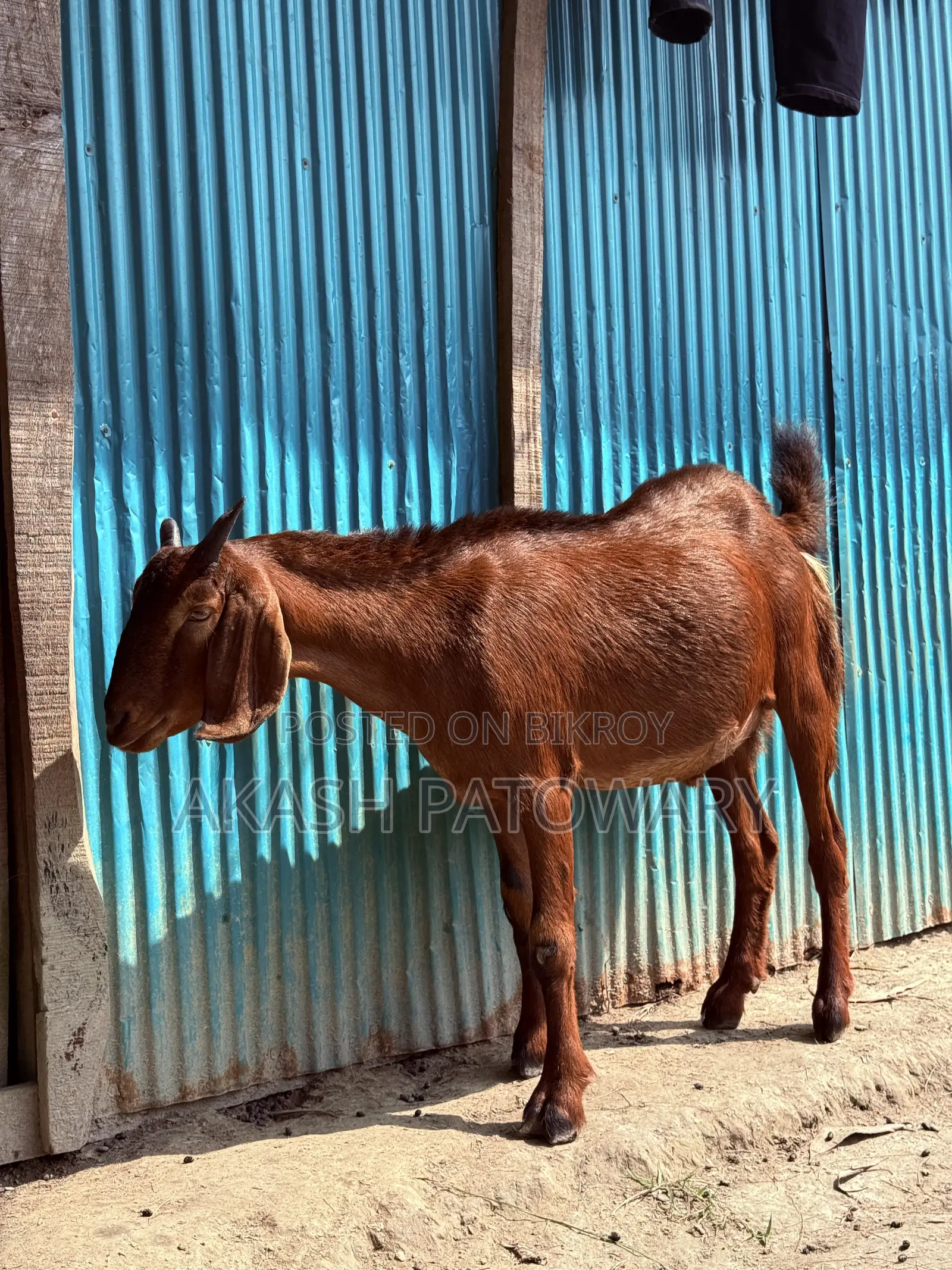 দেশি খাসি ছাগল