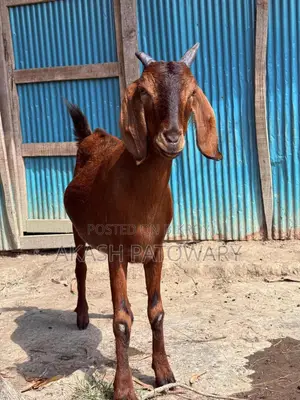 দেশি খাসি ছাগল