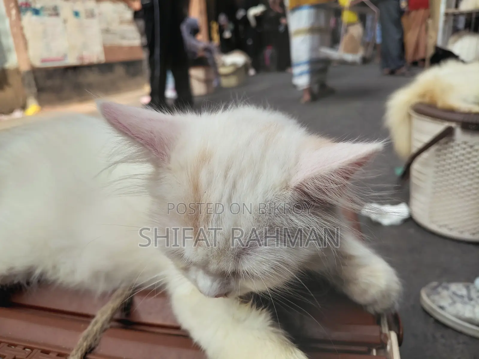 1-3 Months Female Purebred Persian Cat