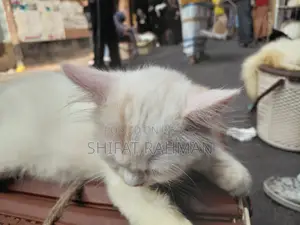 1-3 Months Female Purebred Persian Cat