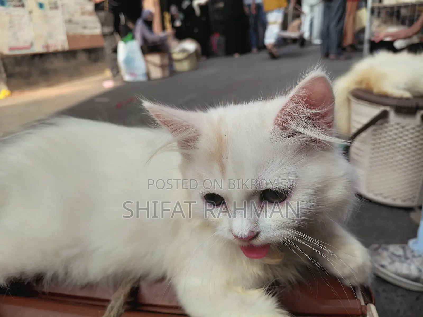 1-3 Months Female Purebred Persian Cat