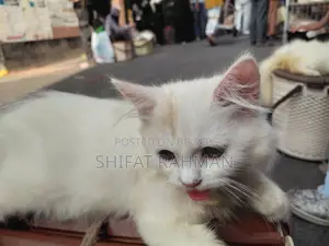 1-3 Months Female Purebred Persian Cat