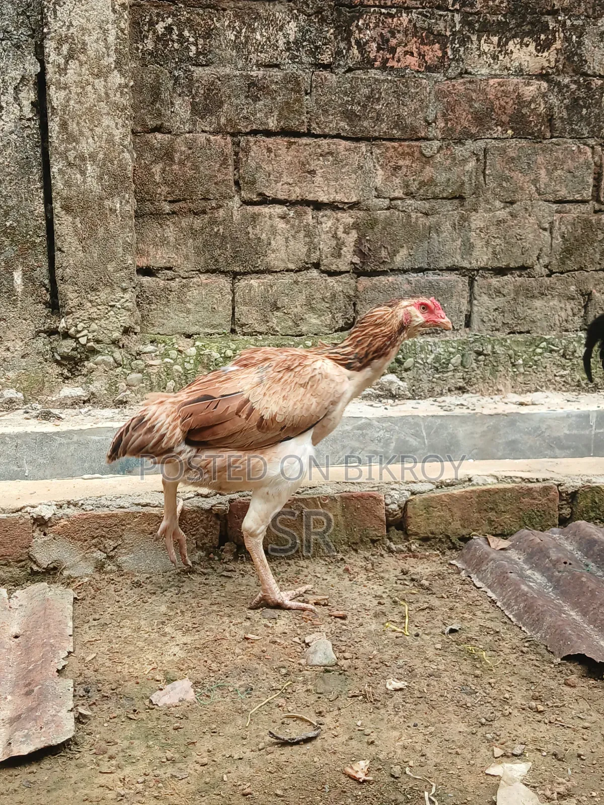 সরালি মুরগী বিক্রিয়