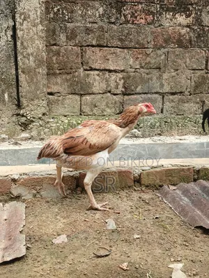 সরালি মুরগী বিক্রিয়