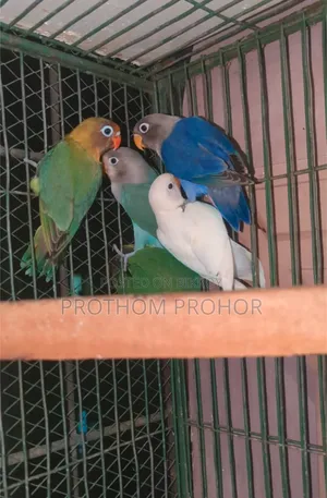 Love Bird Lot 7 Pcs.