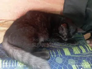 3-6 months Female Mixed Breed Bombay