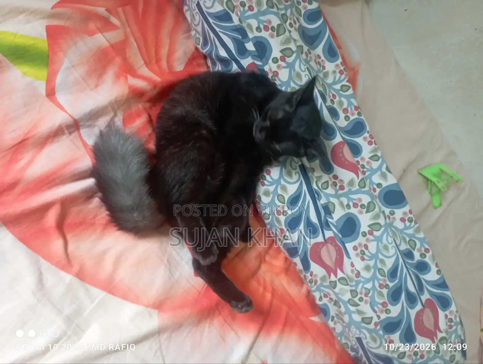 3-6 months Female Mixed Breed Bombay